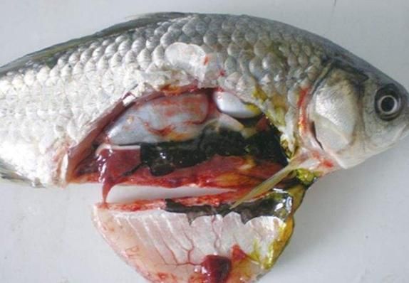 如何判斷魚類是否患有細菌性腸炎病，農業/水養殖魚類細菌性腸炎病的詳解并配圖