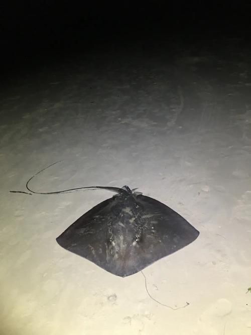 給我一些魟魚的圖片，魟魚的特征和作用 給我一些魟魚的圖片，魟魚的特征和作用 龍魚百科 第4張