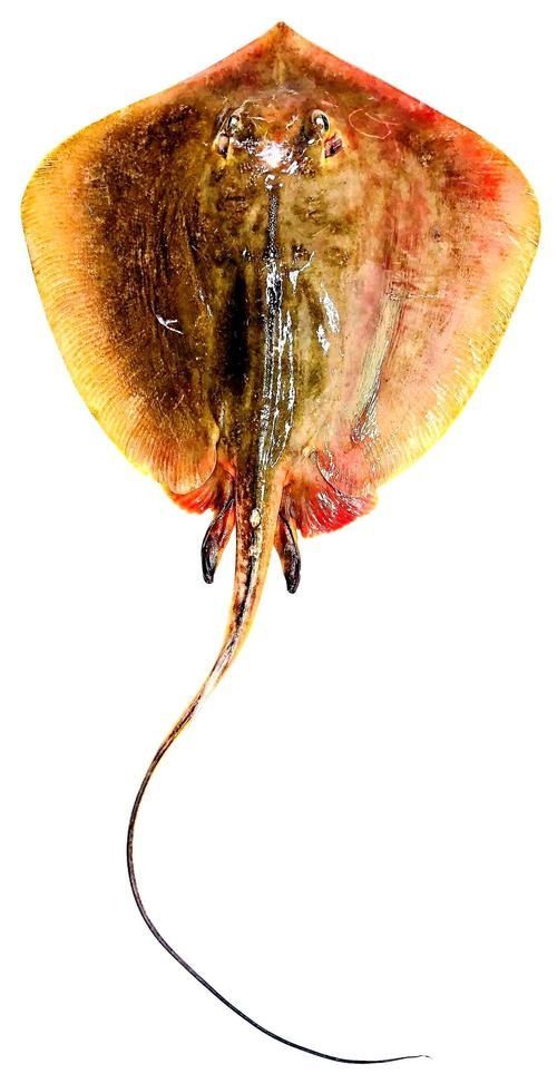 給我一些魟魚的圖片，魟魚的特征和作用 給我一些魟魚的圖片，魟魚的特征和作用 龍魚百科 第3張