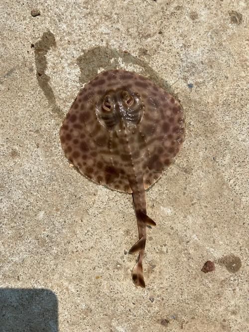 給我一些魟魚的圖片，魟魚的特征和作用 給我一些魟魚的圖片，魟魚的特征和作用 龍魚百科 第9張