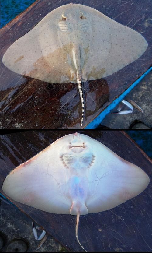 給我一些魟魚的圖片，魟魚的特征和作用 給我一些魟魚的圖片，魟魚的特征和作用 龍魚百科 第5張