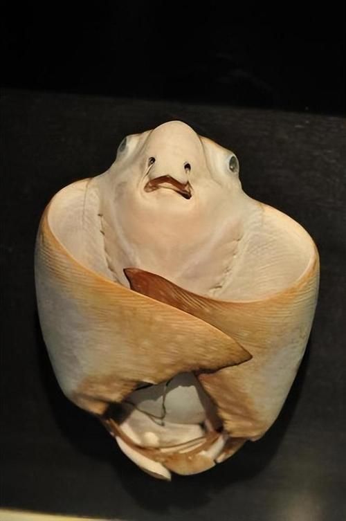 給我一些魟魚的圖片，魟魚的特征和作用 給我一些魟魚的圖片，魟魚的特征和作用 龍魚百科 第12張