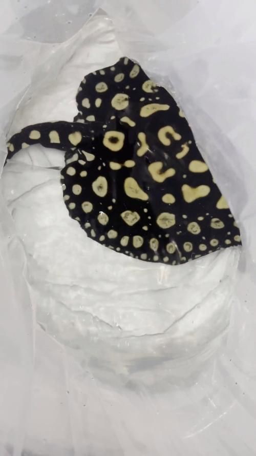 給我一些魟魚的圖片，魟魚的特征和作用 給我一些魟魚的圖片，魟魚的特征和作用 龍魚百科 第13張