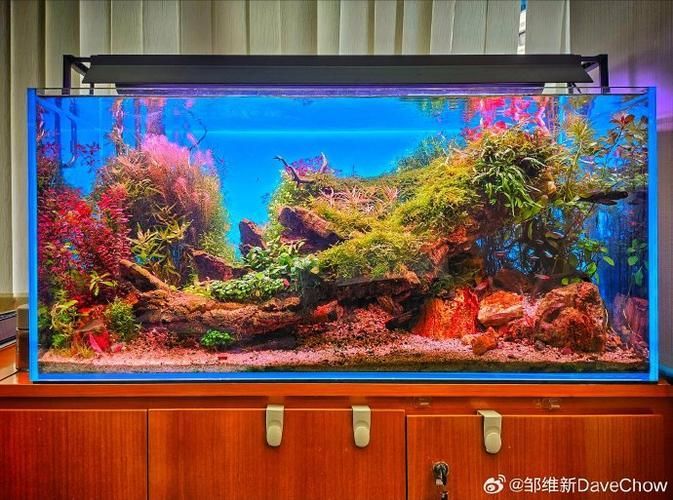 伊罕魚缸有哪些型號可選？，伊罕魚缸+雙光譜（eheimpowerled+246l)246l)） 伊罕魚缸有哪些型號可選？，伊罕魚缸+雙光譜（eheimpowerled+246l)246l)） 龍魚百科 第11張