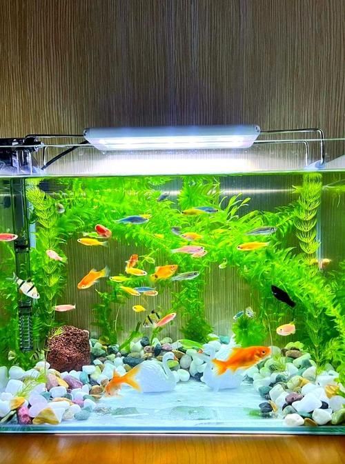 給我一些家庭水族箱布置的圖片，家庭水族箱布置圖片