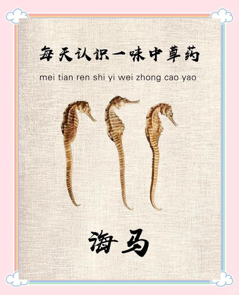 海龍和海馬的藥用價(jià)值有何不同，海馬和海龍的區(qū)別 海龍和海馬的藥用價(jià)值有何不同，海馬和海龍的區(qū)別 龍魚百科 第1張