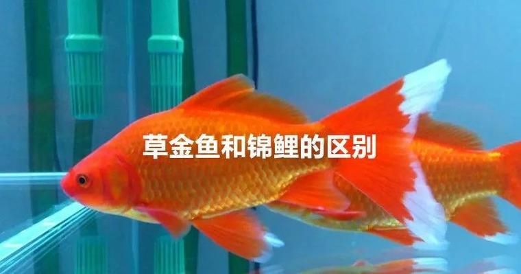 如何判斷三色錦鯉是否健康？ 如何判斷三色錦鯉是否健康？ 龍魚百科 第7張