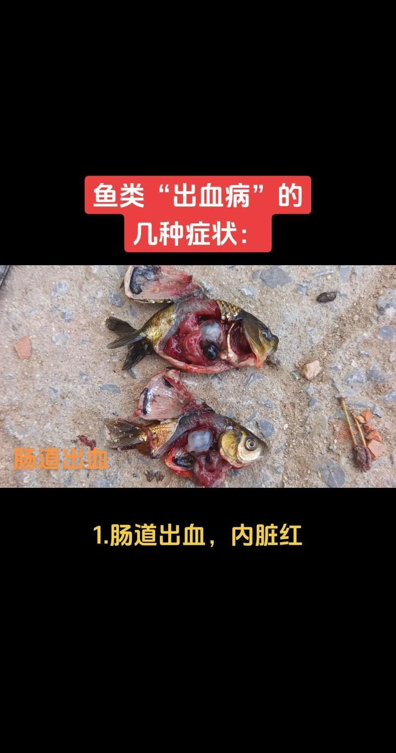 重度感染的魚鰭充血如何治療，紅龍魚重度魚鰭充血治療 重度感染的魚鰭充血如何治療，紅龍魚重度魚鰭充血治療 龍魚百科 第2張