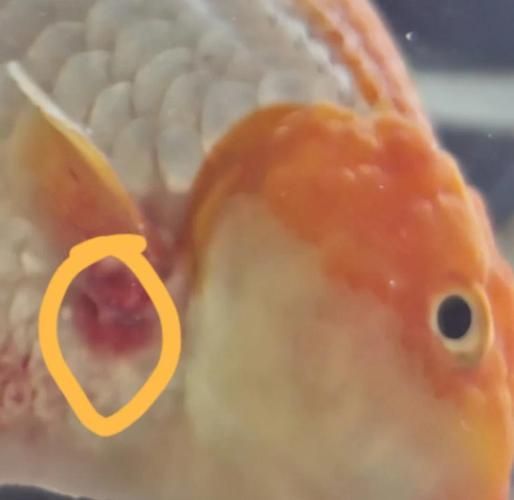 重度感染的魚鰭充血如何治療，紅龍魚重度魚鰭充血治療 重度感染的魚鰭充血如何治療，紅龍魚重度魚鰭充血治療 龍魚百科 第1張