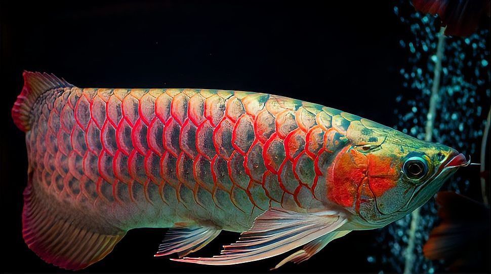 祥龍魚生病了應(yīng)該怎么辦？，祥龍魚生病使用恒溫加熱棒，換水溫差[需手動填充]1000字詳解