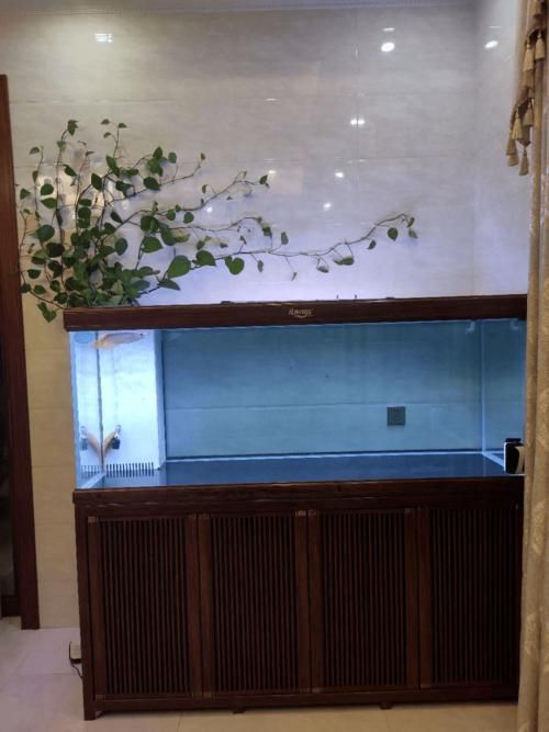 如何選擇適合的高端龍魚缸？，富媒體組件庫召回高端龍魚缸的選購指南