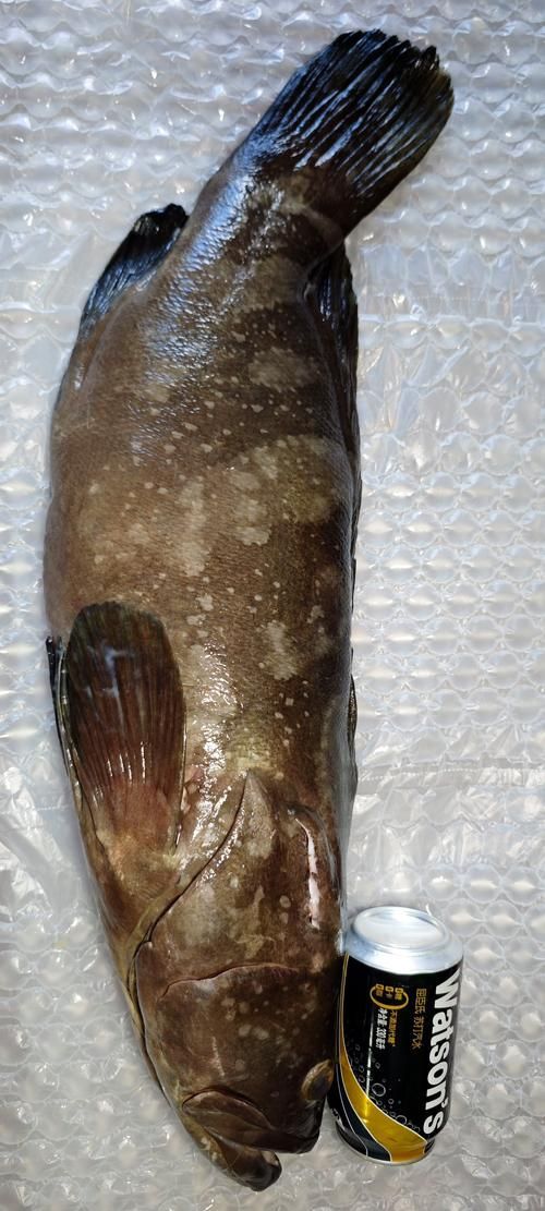 給我一張龍躉的圖片，石斑魚家族中體型最大的物種，素有“石斑王”之稱