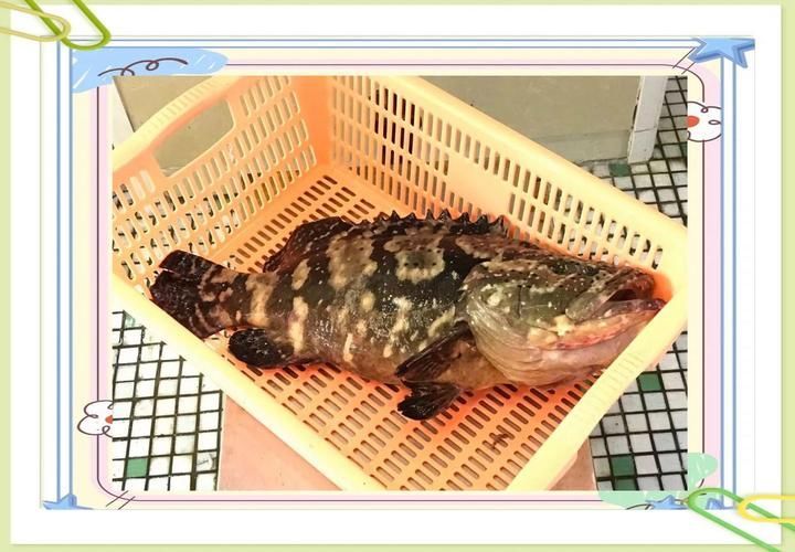 給我一張龍躉的圖片，石斑魚家族中體型最大的物種，素有“石斑王”之稱