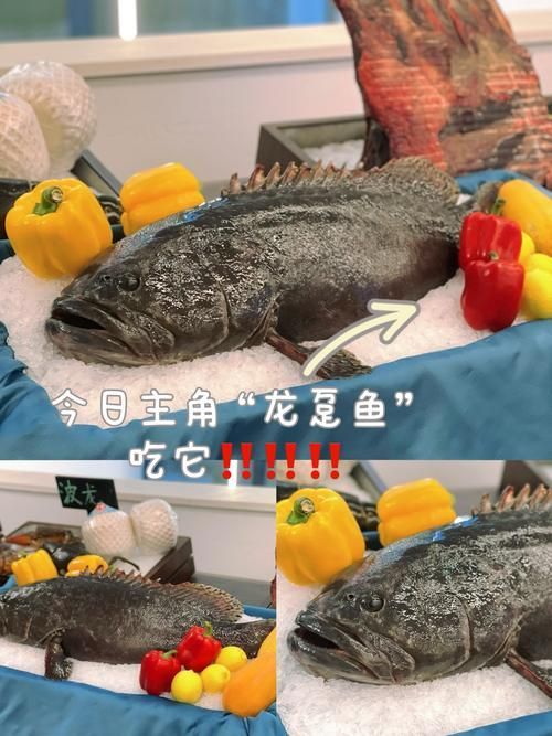 給我一張龍躉的圖片，石斑魚家族中體型最大的物種，素有“石斑王”之稱