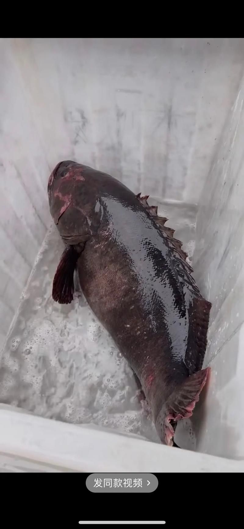 給我一張龍躉的圖片，石斑魚家族中體型最大的物種，素有“石斑王”之稱