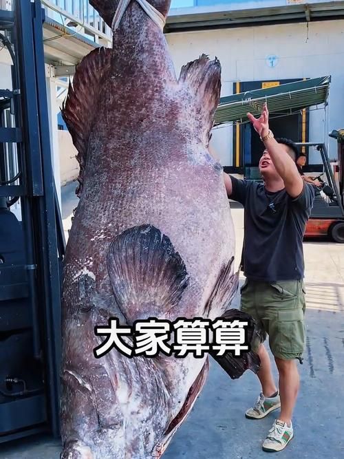 給我一張龍躉的圖片，石斑魚家族中體型最大的物種，素有“石斑王”之稱