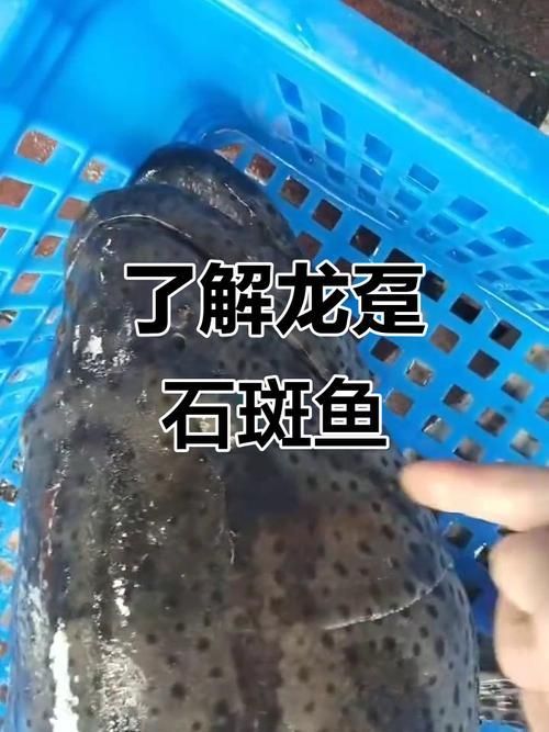 給我一張龍躉的圖片，石斑魚家族中體型最大的物種，素有“石斑王”之稱