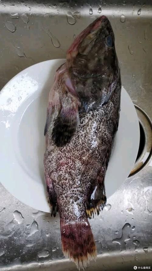 給我一張龍躉的圖片，石斑魚家族中體型最大的物種，素有“石斑王”之稱
