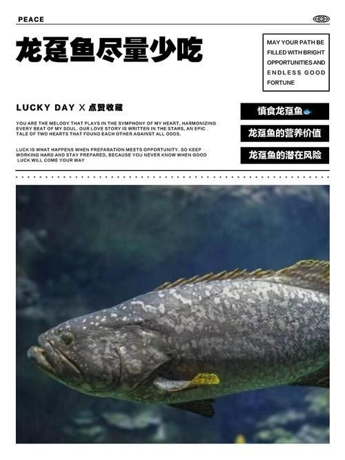 給我一張龍躉的圖片，石斑魚家族中體型最大的物種，素有“石斑王”之稱