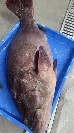 給我一張龍躉的圖片，石斑魚家族中體型最大的物種，素有“石斑王”之稱