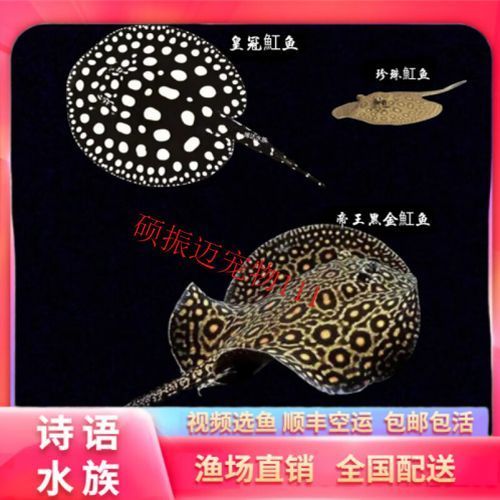 如何辨別純血皇冠黑白魟魚？ 如何辨別純血皇冠黑白魟魚？ 龍魚百科 第6張
