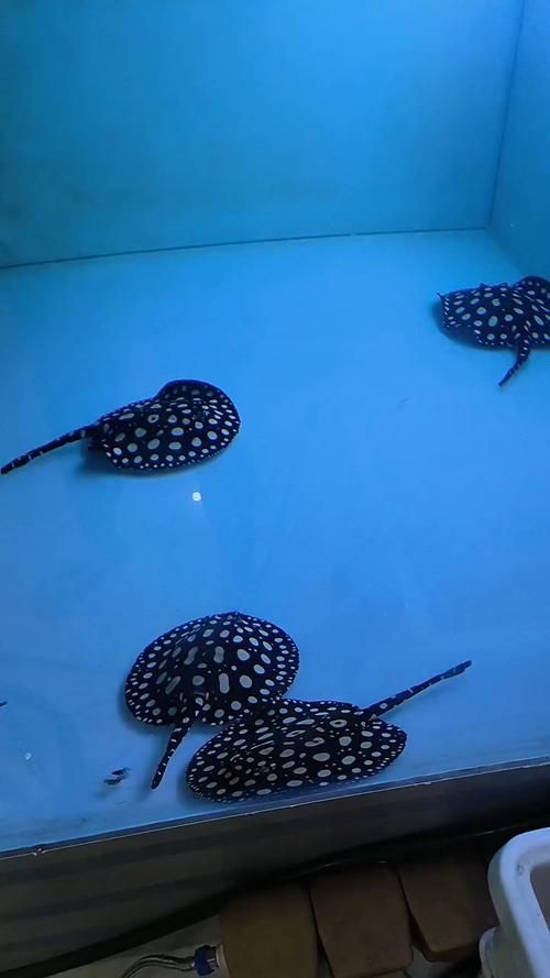 如何辨別純血皇冠黑白魟魚？ 如何辨別純血皇冠黑白魟魚？ 龍魚百科 第5張