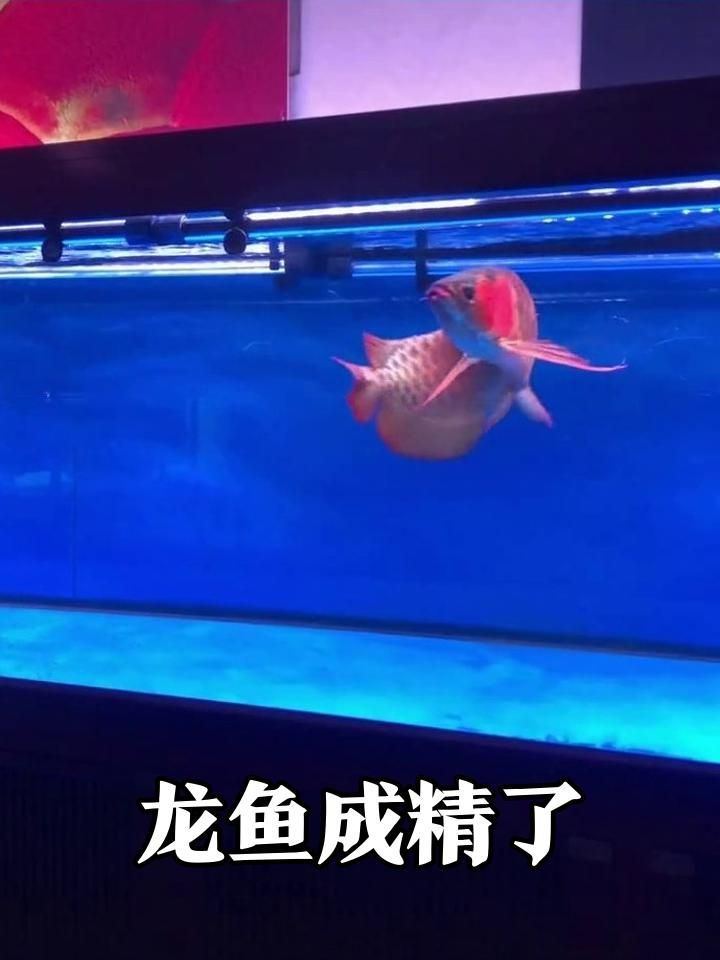 有沒有龍魚的視頻？，龍魚的飼養技術 有沒有龍魚的視頻？，龍魚的飼養技術 龍魚百科 第3張