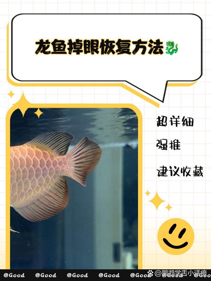 掉眼的紅龍魚如何補救，紅龍魚掉眼怎么辦？ 掉眼的紅龍魚如何補救，紅龍魚掉眼怎么辦？ 龍魚百科 第1張