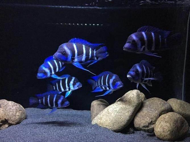 如何辨別真假薩伊藍魚?,如何鑒別薩伊藍魚 龍魚百科 第1張 如何辨別真假薩伊藍魚?,如何鑒別薩伊藍魚 如何辨別真假薩伊藍魚?,如何鑒別薩伊藍魚 龍魚百科 第1張