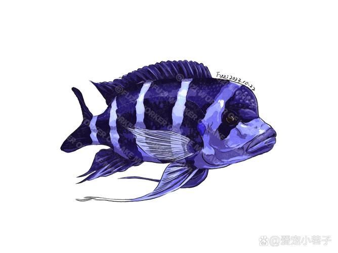如何辨別真假薩伊藍魚?,如何鑒別薩伊藍魚 龍魚百科 第4張 如何辨別真假薩伊藍魚?,如何鑒別薩伊藍魚 如何辨別真假薩伊藍魚?,如何鑒別薩伊藍魚 龍魚百科 第4張