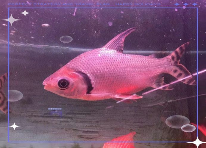 飛鳳魚有哪些品種