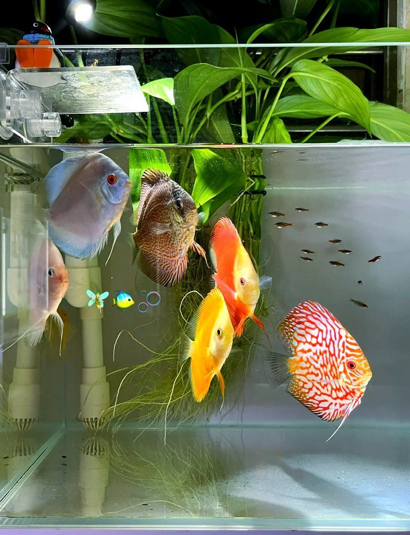 60缸十大最建議買的魚有哪些特點，60缸十大最建議買的魚