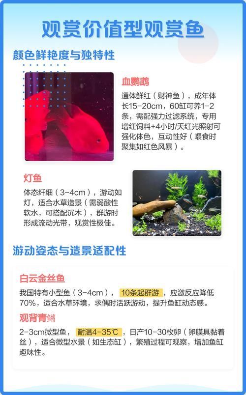 60缸十大最建議買的魚有哪些特點，60缸十大最建議買的魚