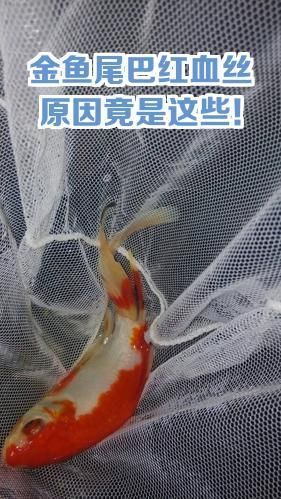 如何預防魚尾巴變紅充血，魚尾巴變紅充血可能是由多種原因造成的，如何預防