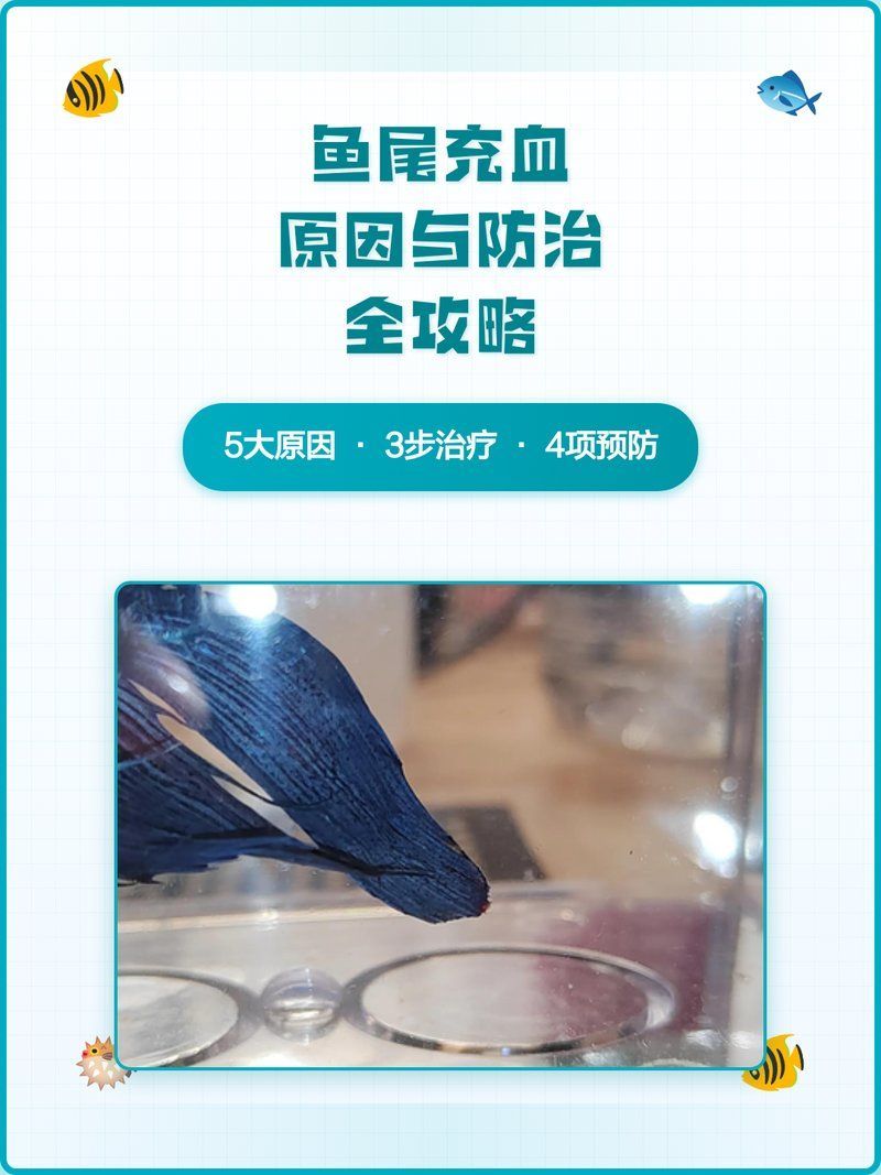 如何預防魚尾巴變紅充血，魚尾巴變紅充血可能是由多種原因造成的，如何預防