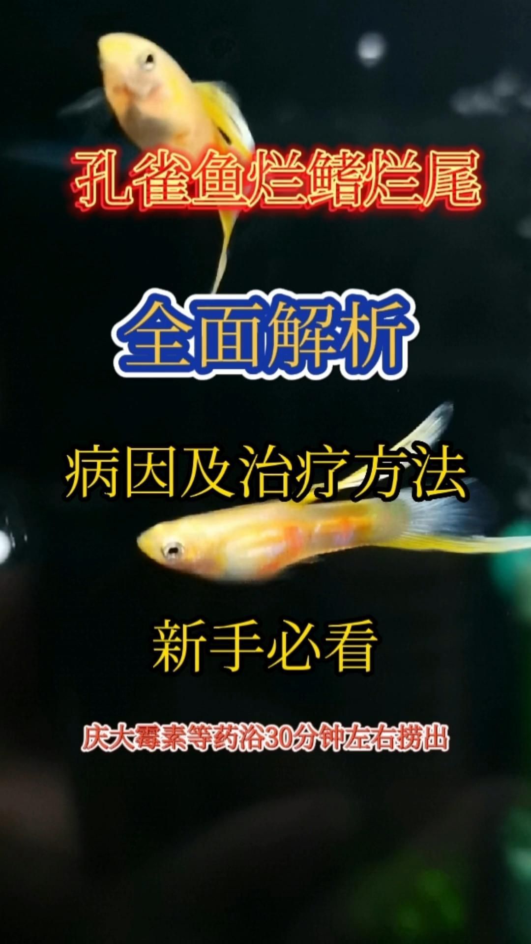 哪種藥物治療爛鰭爛尾最快見效，爛鰭爛尾教你怎么治讓你的魚漂漂亮亮