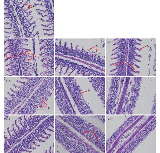 鰓霉病和蟲鰓哪個更嚴重，水產養殖中的鰓霉病與蟲鰓霉病的“花鰓”樣病變與菌絲結構