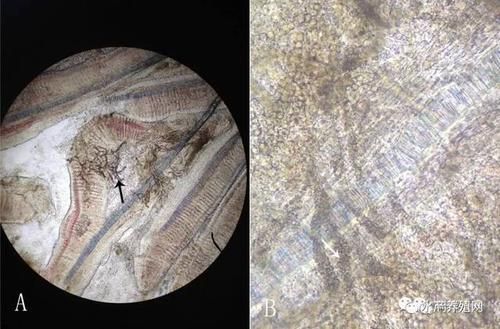 鰓霉病和蟲鰓哪個更嚴重，水產養殖中的鰓霉病與蟲鰓霉病的“花鰓”樣病變與菌絲結構