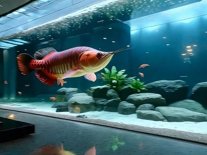 能提供龍魚(yú)五大品牌魚(yú)缸的具體圖片嗎？，龍魚(yú)五大品牌的魚(yú)缸圖片展示 能提供龍魚(yú)五大品牌魚(yú)缸的具體圖片嗎？，龍魚(yú)五大品牌的魚(yú)缸圖片展示 龍魚(yú)百科 第15張
