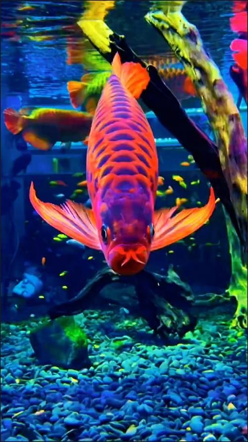能提供龍魚(yú)五大品牌魚(yú)缸的具體圖片嗎？，龍魚(yú)五大品牌的魚(yú)缸圖片展示 能提供龍魚(yú)五大品牌魚(yú)缸的具體圖片嗎？，龍魚(yú)五大品牌的魚(yú)缸圖片展示 龍魚(yú)百科 第19張