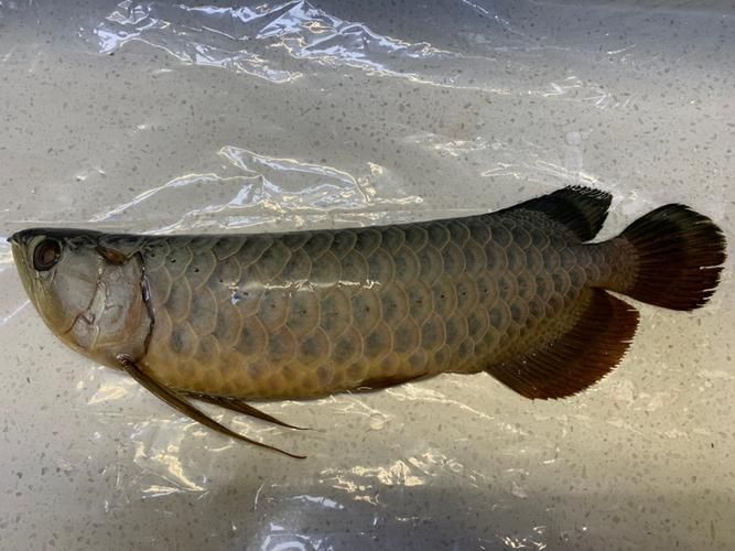 如何鑒別立達金龍魚的真?zhèn)危浚傲⑦_金龍魚養(yǎng)殖場鑒別指南（scleropagesformosus）