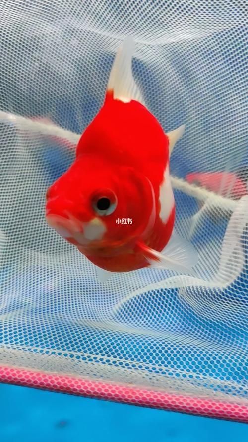 大日玉鯖的價格是多少?,大日玉鯖價格波動,白條過背金龍魚的品質(zhì)如何 龍魚百科 第5張 大日玉鯖的價格是多少?,大日玉鯖價格波動,白條過背金龍魚的品質(zhì)如何 大日玉鯖的價格是多少?,大日玉鯖價格波動,白條過背金龍魚的品質(zhì)如何 龍魚百科 第5張