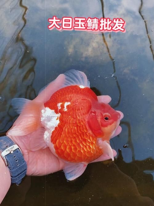 大日玉鯖的價格是多少?,大日玉鯖價格波動,白條過背金龍魚的品質(zhì)如何 龍魚百科 第2張 大日玉鯖的價格是多少?,大日玉鯖價格波動,白條過背金龍魚的品質(zhì)如何 大日玉鯖的價格是多少?,大日玉鯖價格波動,白條過背金龍魚的品質(zhì)如何 龍魚百科 第2張