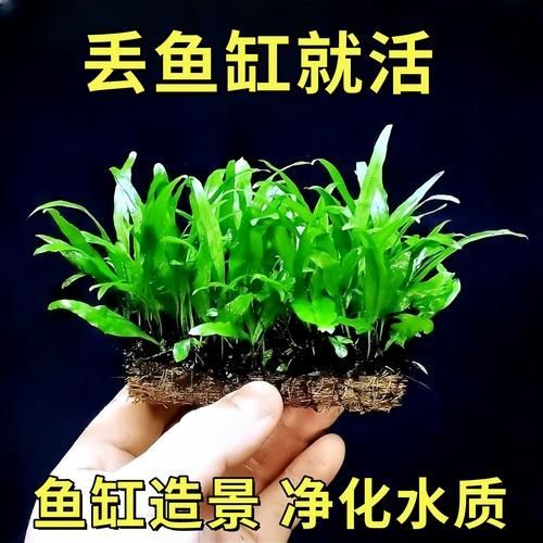 有哪些水草適合龍魚缸種植？，適合龍魚缸種植的水草種類 有哪些水草適合龍魚缸種植？，適合龍魚缸種植的水草種類 龍魚百科 第5張