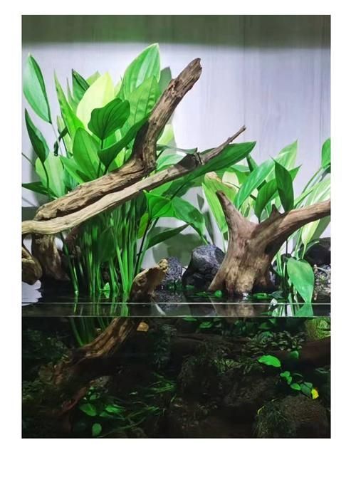 有哪些水草適合龍魚缸種植？，適合龍魚缸種植的水草種類 有哪些水草適合龍魚缸種植？，適合龍魚缸種植的水草種類 龍魚百科 第3張