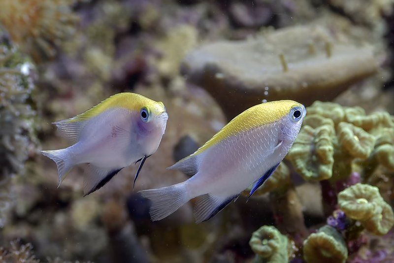 龍魚白霉病會自愈嗎，龍魚白霉病會自愈嗎，
