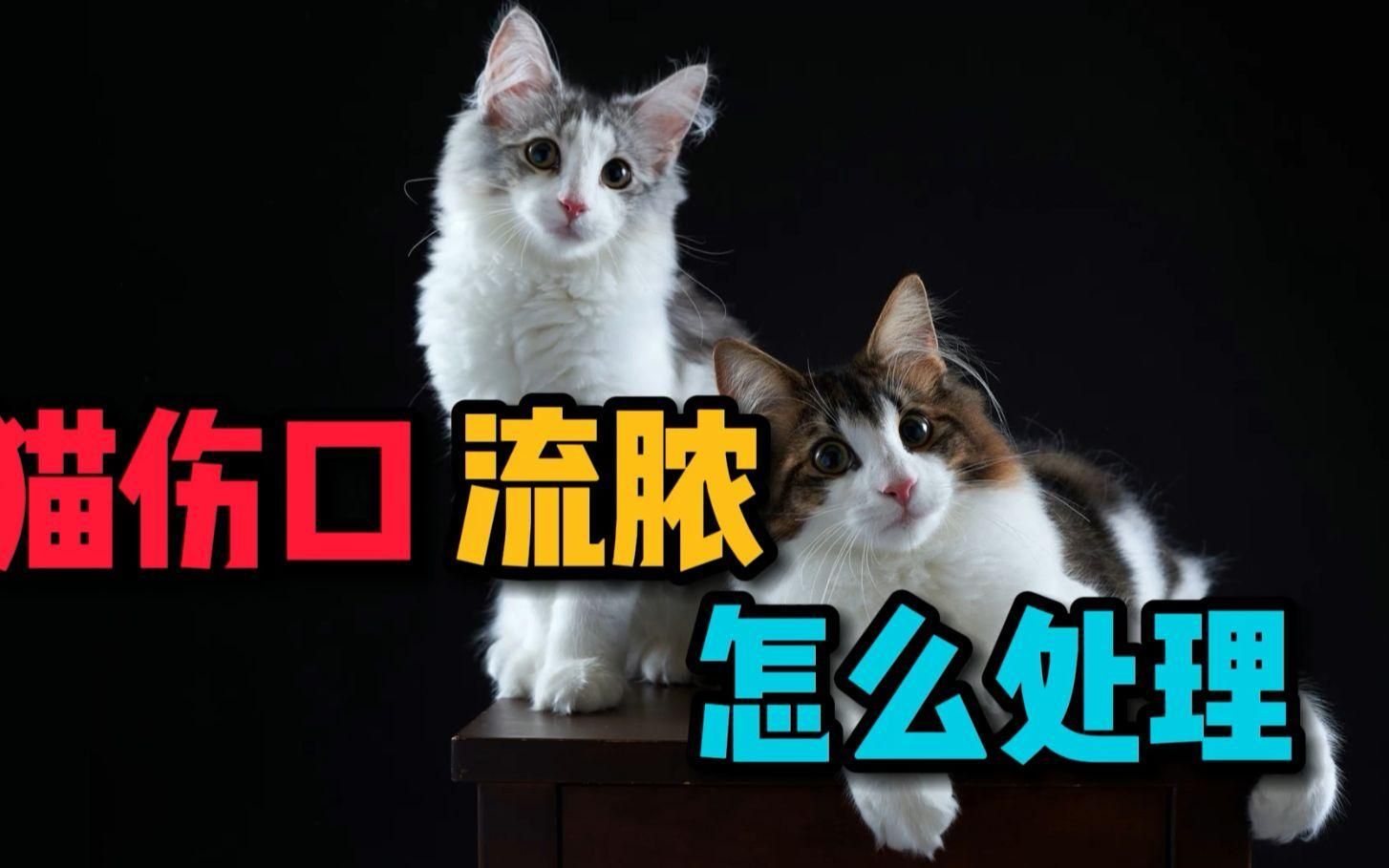 如何判斷貓咪傷口是否感染，如何判斷貓咪傷口感染 如何判斷貓咪傷口是否感染，如何判斷貓咪傷口感染 龍魚百科 第7張
