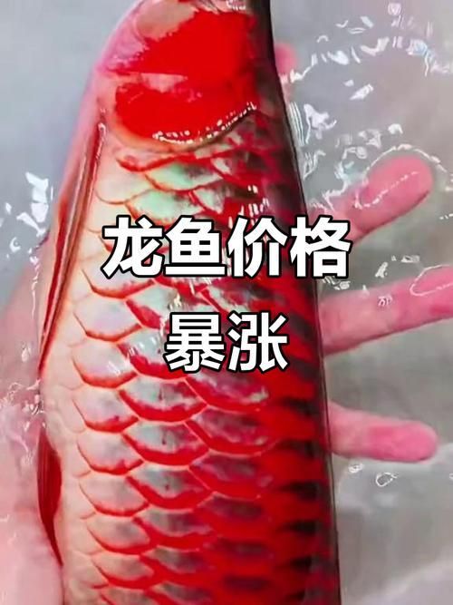 大紅龍魚的價格走勢如何