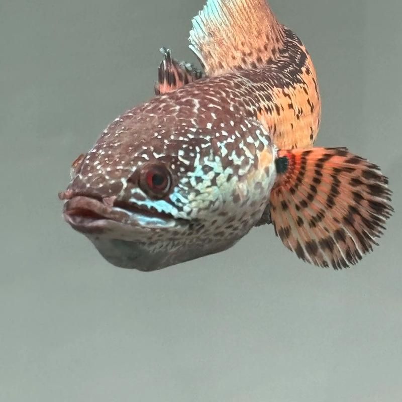 如何判斷雷龍魚是否適應(yīng)新環(huán)境，南美慈鯛科大型觀賞魚（astronotusocellatus）