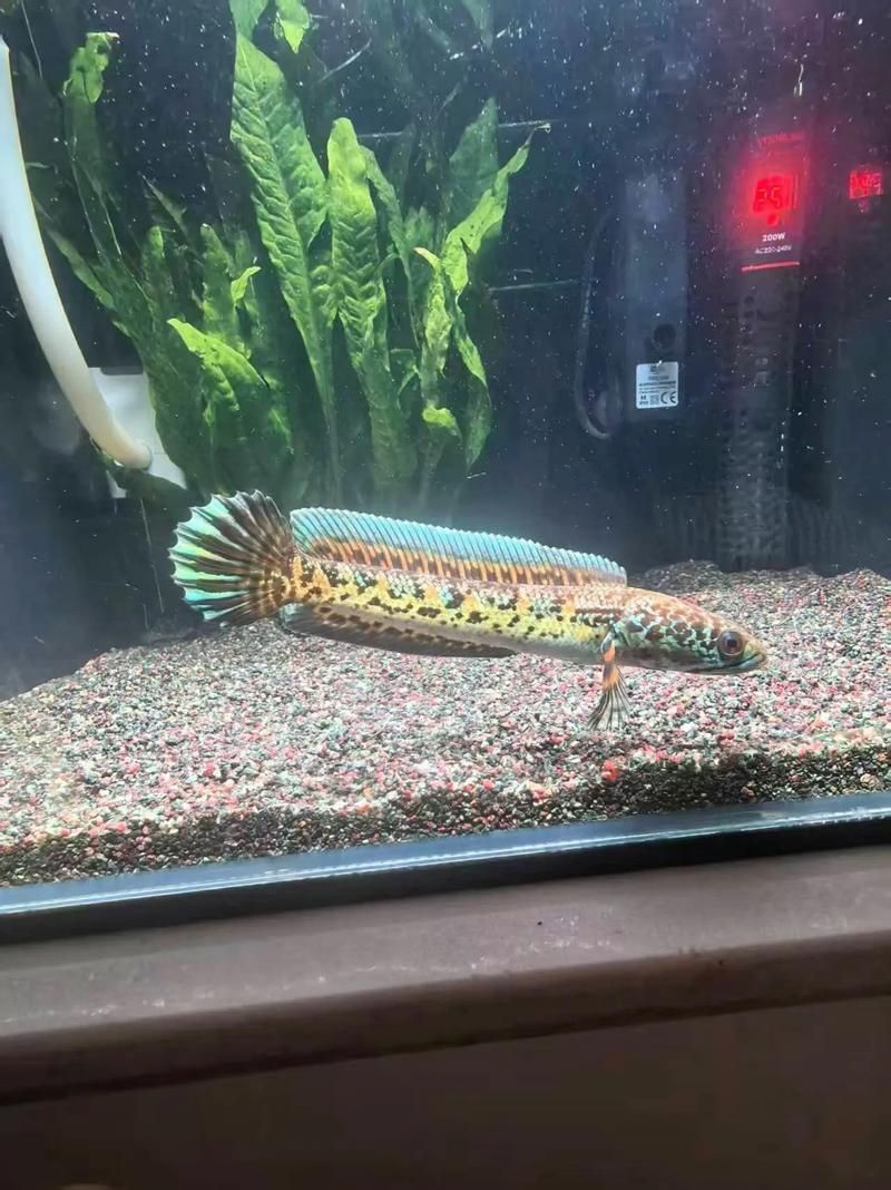 如何判斷雷龍魚是否適應(yīng)新環(huán)境，南美慈鯛科大型觀賞魚（astronotusocellatus）